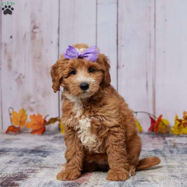 Zandra, Mini Goldendoodle Puppy